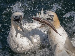 Gordon Mills-Gannets feeding Flamborough Head-Highly Commended.jpg